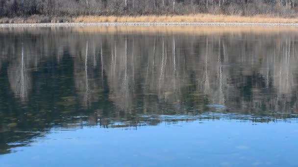淡水河 反映天空与清澈的冷水和岩石底部与树木和灌木生长在早春或秋季沿河岸 — 图库视频影像