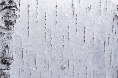 Doğal koşullarda gün ışığında huş gövdesine kabuğu, huş kabuğu beyaz siyah çizgili arka plan huş kabuğu beyaz siyah doğal çizgili  