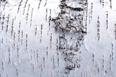 Doğal koşullarda gün ışığında huş gövdesine kabuğu, huş kabuğu beyaz siyah çizgili arka plan huş kabuğu beyaz siyah doğal çizgili  