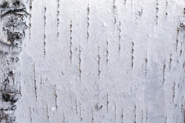 Doğal koşullarda gün ışığında huş gövdesine kabuğu, huş kabuğu beyaz siyah çizgili arka plan huş kabuğu beyaz siyah doğal çizgili  