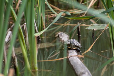 Doğal ortamda kırmızı kulaklı kaplumbağa su içine düşmüş kuru bir ağacın gövdesi üzerinde oturur, gün ışığında gölette güneşte güneşte kaplumbağa basks arasında güneşin tadını çıkarır