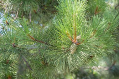 Doğal koşullarda yaz döneminde bir çam dalı üzerinde yeşil renk olgunlaşmamış çam konileri Genç çam kozalağı, bir çam ağacının dalları üzerinde sallanan 