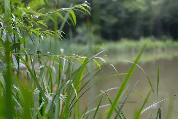 Göl, gölet, bir yaz günü Güneşli havalarda saz lık yaprakları ile yeşil ağaçların arka planda su Doğal ışıkta gölet kıyısında yeşil çim ve ağaçlar