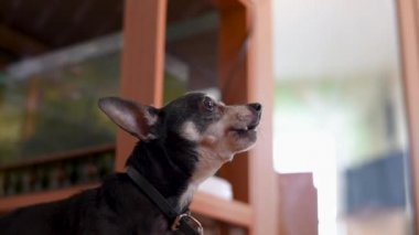 Eski oyuncak Terrier gri saçlı küçük cins, bir tasma bağlı, daire ve barlar bir adam üzerinde yalan küçük bir yaşlı köpek sürekli havlıyor, yakın dairede bir tasma üzerinde oturan 