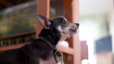 Eski oyuncak Terrier gri saçlı küçük cins, bir tasma bağlı, daire ve barlar bir adam üzerinde yalan küçük bir yaşlı köpek sürekli havlıyor, yakın dairede bir tasma üzerinde oturan 