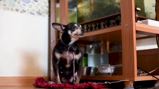 Viejo Juguete Terrier Raza Pequeña Con Pelo Gris Atado Con — Vídeo de stock