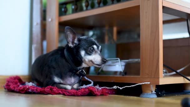 Viejo Juguete Terrier Raza Pequeña Con Pelo Gris Atado Con — Vídeo de stock