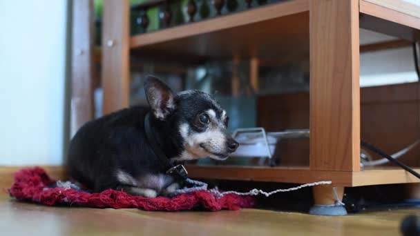 老玩具猎犬小品种与灰色的头发 绑在皮带上 躺在男人在公寓和酒吧一个小老狗不断吠叫 坐在皮带在公寓附近 — 图库视频影像