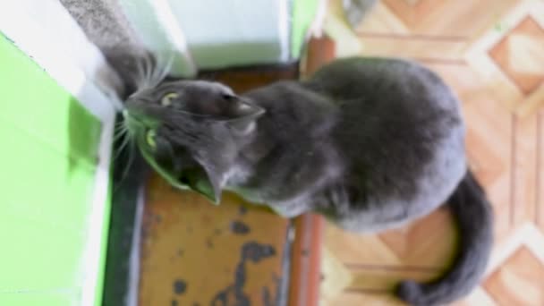Cute Kitty Zittend Vloer Buurt Van Deur Naar Boven Vraagt — Stockvideo