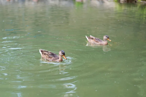 Ördekler zümrüt rengi gölde yüzmek, iyi havalarda bir yaz gününde öğleden sonra suda bir iz bırakarak 