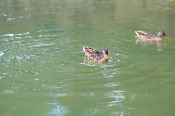 Ördekler zümrüt rengi gölde yüzmek, iyi havalarda bir yaz gününde öğleden sonra suda bir iz bırakarak 