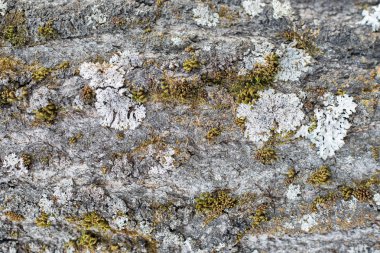 Ağaçların kabuğu doğal kökenli arka planlar, kavak veya aspen, yosun ve liken bitkilerin sporlar tarafından kirlenmiş bir ahşap yüzey üzerinde büyüyen Arka plan, dikey büyüyen liken ile ağaç kabuğu