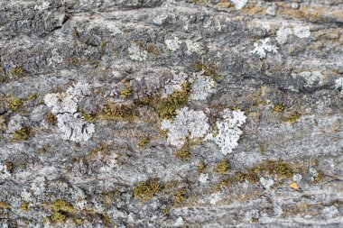 Ağaçların kabuğu doğal kökenli arka planlar, kavak veya aspen, yosun ve liken bitkilerin sporlar tarafından kirlenmiş bir ahşap yüzey üzerinde büyüyen Arka plan, dikey büyüyen liken ile ağaç kabuğu