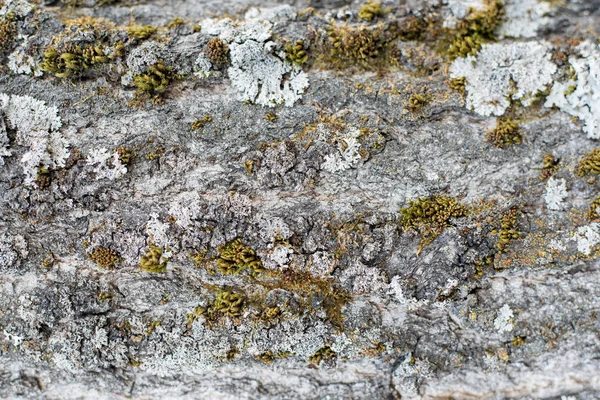 Ağaçların kabuğu doğal kökenli arka planlar, kavak veya aspen, yosun ve liken bitkilerin sporlar tarafından kirlenmiş bir ahşap yüzey üzerinde büyüyen Arka plan, dikey büyüyen liken ile ağaç kabuğu