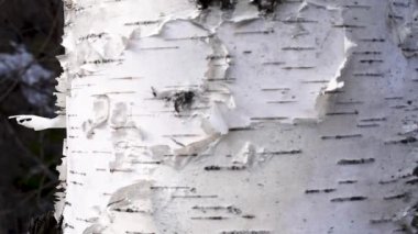 Doğal koşullarda gün ışığında huş gövdesine kabuğu, huş kabuğu beyaz siyah çizgili arka plan huş kabuğu beyaz siyah doğal çizgili