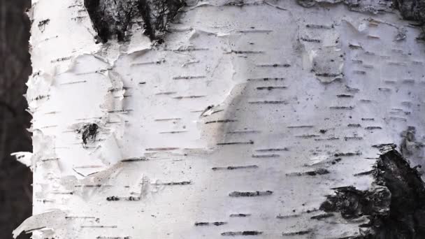 Casca Tronco Bétula Luz Dia Condições Naturais Vidoeiro Bark Branco — Vídeo de Stock