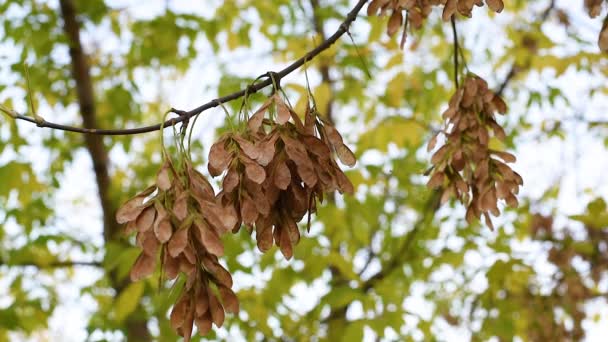 Herfst Tegen Achtergrond Van Herfst Bladeren Swing Maple Zaden Maple — Stockvideo