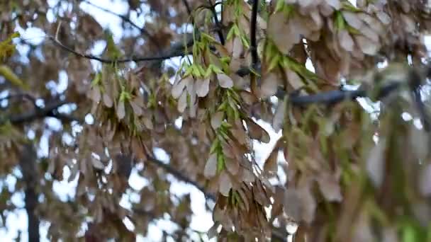 Otoño Sobre Fondo Las Hojas Otoño Oscilan Semillas Arce Las — Vídeo de stock