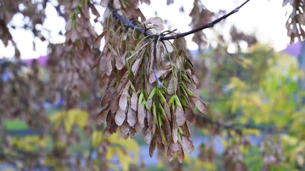 Otoño Sobre Fondo Las Hojas Otoño Oscilan Semillas Arce Las — Vídeos de Stock