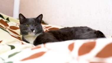 Yatakta yatan sevimli gri kedi yatakta rahatlatıcı mırıldanan vızıltı gri kedi beyaz göğüs ile onun yerine üst görünümünde yatıyor