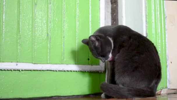 灰色の猫は 彼の唇を舐め 緑の背景の隅に床に座っていました 灰色の猫は ドアの背景に自然光で足を舐める — ストック動画
