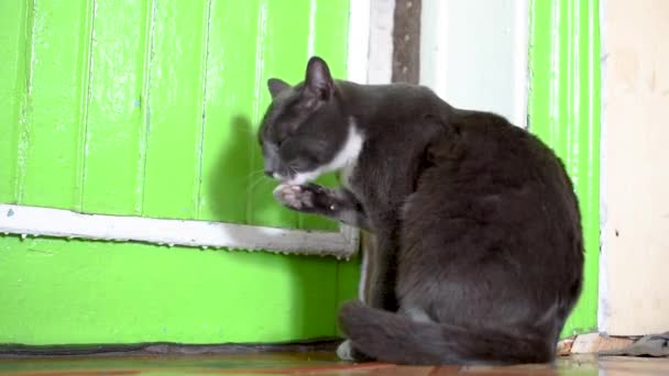 Graue Katze Leckte Seine Lippen Saß Auf Dem Boden Der — Stockvideo