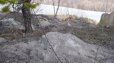 Ormanda off-road yapan bir kadın, taşlarda tökezler, baharda mavi ayakkabılarla, yakın plan. Çizmeli kadınların ayakları ormandan geçer.  