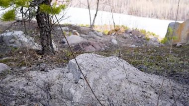 Ormanda off-road yapan bir kadın, taşlarda tökezler, baharda mavi ayakkabılarla, yakın plan. Çizmeli kadınların ayakları ormandan geçer.  