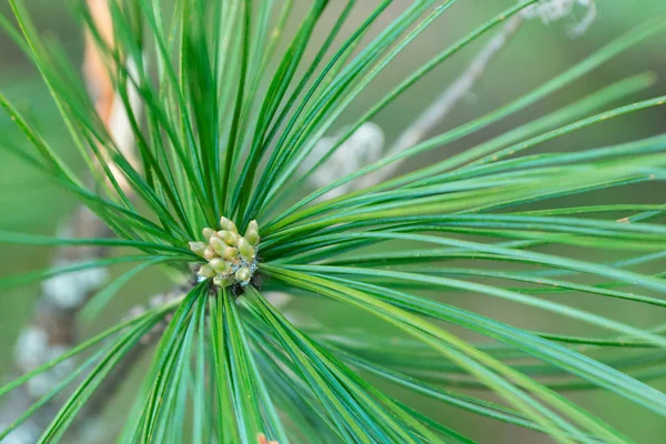 Yaz aylarında yeşil dallarda çam çiçekleri Close-up. Genç çam kozalağı. Doğal ışıkyeşil bir arka plan üzerinde Çam çiçekleri