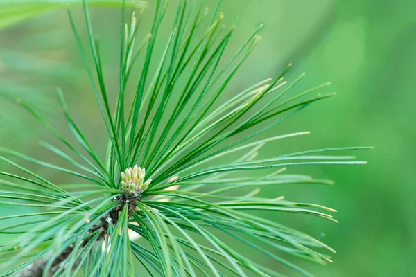 Yaz aylarında yeşil dallarda çam çiçekleri Close-up. Genç çam kozalağı. Doğal ışıkyeşil bir arka plan üzerinde Çam çiçekleri