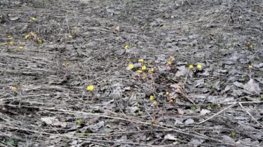 Bir adam ormanda yürür, Tussilago farfara sarı çiçekleri ve geçen yıl eski yaprakları üzerine basarak. Siyah ayakkabılı bir adam öğleden sonra bahar ormanında yürüyor.