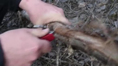 Ormanda hayatta kalmak, odun için kuru dalları testereyle ateş için küçük bir katlanır bıçakla. Adam bahar açık havada bir katlanır bıçak ile bir dalı testere 