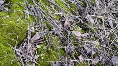 Doğal ışık altında topraküzerinde eski yaprakları ve küçük dalları ile genç yeşil yosun . Yeşil yosun ve gün ışığında ilkbaharda eski geçen yılki yeşillik