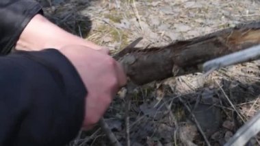 Ormanda hayatta kalmak, odun için kuru dalları testereyle ateş için küçük bir katlanır bıçakla. Adam bahar açık havada bir katlanır bıçak ile bir dalı testere 
