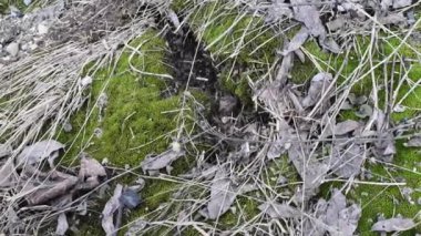 Doğal ışık altında topraküzerinde eski yaprakları ve küçük dalları ile genç yeşil yosun . Yeşil yosun ve gün ışığında ilkbaharda eski geçen yılki yeşillik