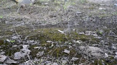 Bir adam ormanda yürür, Tussilago farfara sarı çiçekleri ve geçen yıl eski yaprakları üzerine basarak. Siyah ayakkabılı bir adam öğleden sonra bahar ormanında yürüyor.