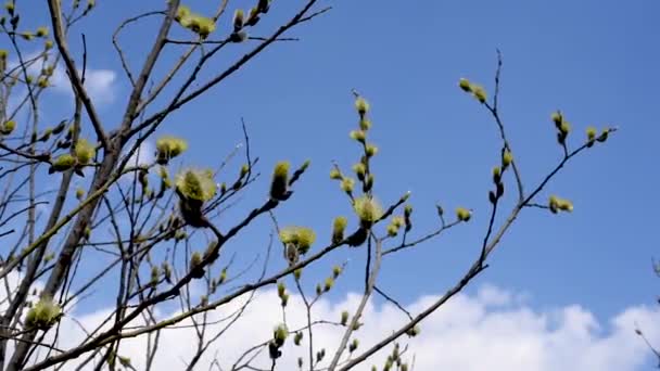 柳树在自然环境中开花 在阳光明媚的日子里 蓬松的花朵和柳树与蓝天对空 棕榈星期日 自然条件下的曙光中盛开的花蕾 — 图库视频影像