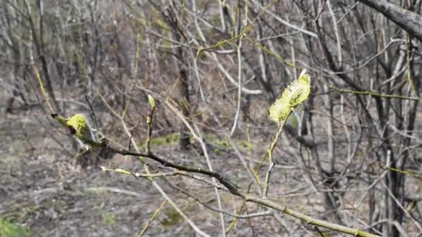 Весной Ива Расцвела Своей Природной Среде Пушистые Цветы Ивы Против — стоковое видео