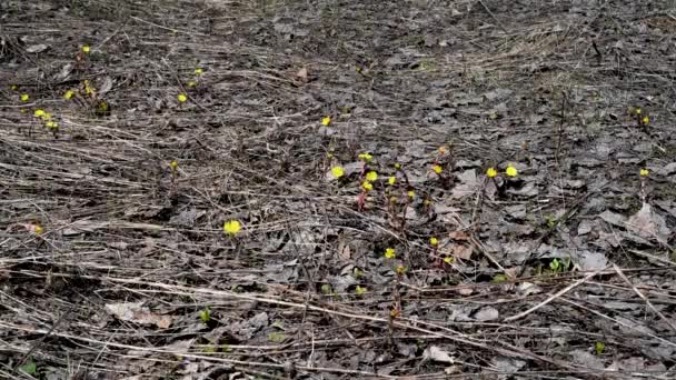 Man Går Genom Skogen Trampa Gula Blommorna Tussilago Farfara Och — Stockvideo