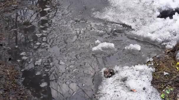 雪と氷の春の融解は 土壌の水たまりや小川を形成します — ストック動画