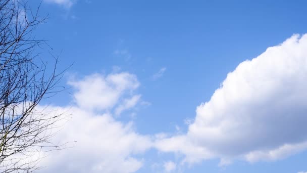 Clouds Blue Sky Spring Warm Day Background Beginning Blossom Trees — Stock Video