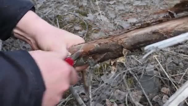 Överlevnad Skogen Sågning Torra Grenar För Ved Med Liten Fällkniv — Stockvideo