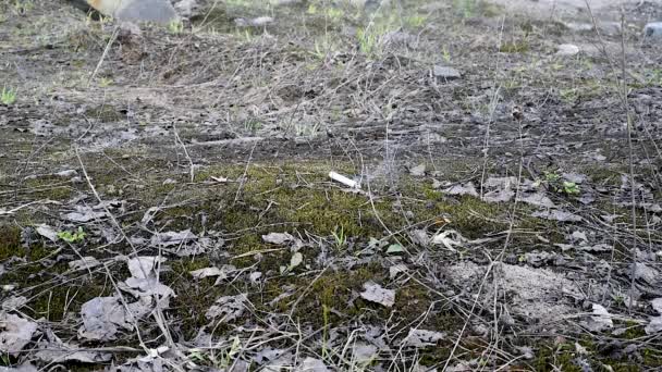 Hombre Camina Por Bosque Pisando Las Flores Amarillas Tussilago Farfara — Vídeos de Stock