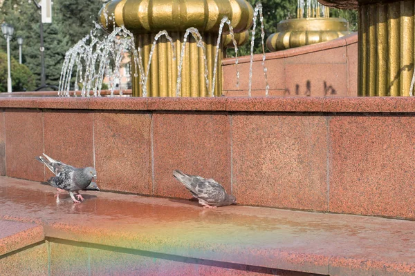 Güvercinler sıcak havalarda şehir çeşmesinden su içerler. Fıskiyeden gökkuşağı. Gökkuşağı. Güvercinler su içmek için çeşme şehir çeşme.