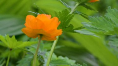 Trllius.Ranunculaceae. Gündüz yeşil arka plan üzerinde mayo turuncu çiçek 