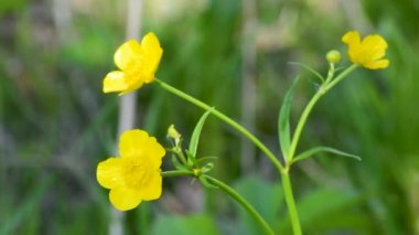 Çiçek acrid Buttercup, cinquefoil kaz, siyah henbane, chernokoren ilaçtır. Gün ışığında rüzgarda sallanan sarı buttercups