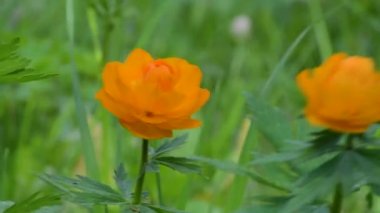 Trllius.Ranunculaceae. Gündüz yeşil arka plan üzerinde mayo turuncu çiçek 