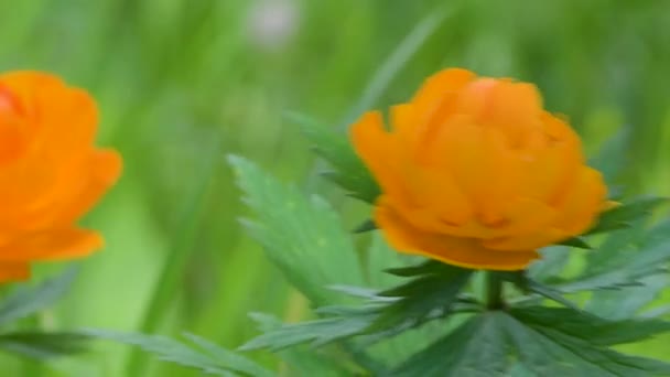 Trllius Ranunculaceae Badpak Oranje Bloem Groene Achtergrond Overdag — Stockvideo