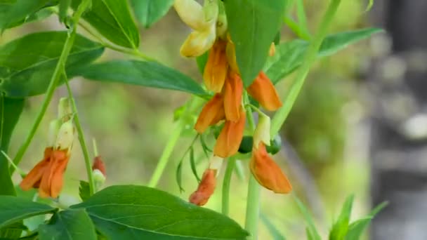 Lathyrus Fleurs Prairie Pois Oscillant Dans Vent Sur Fond Feuilles — Video