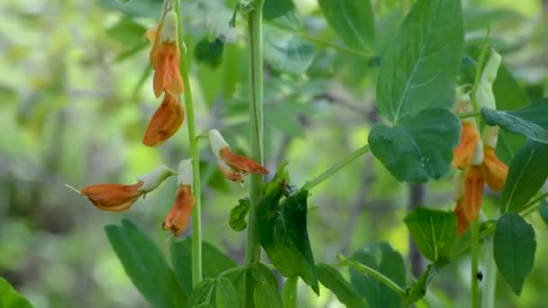 拉西鲁斯花草甸豌豆 在风中摇摆 背景是绿叶 日光绿意盎然的草甸豌豆 — 图库视频影像